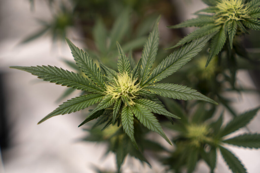 SOBRERANIA PSICOACTIVA