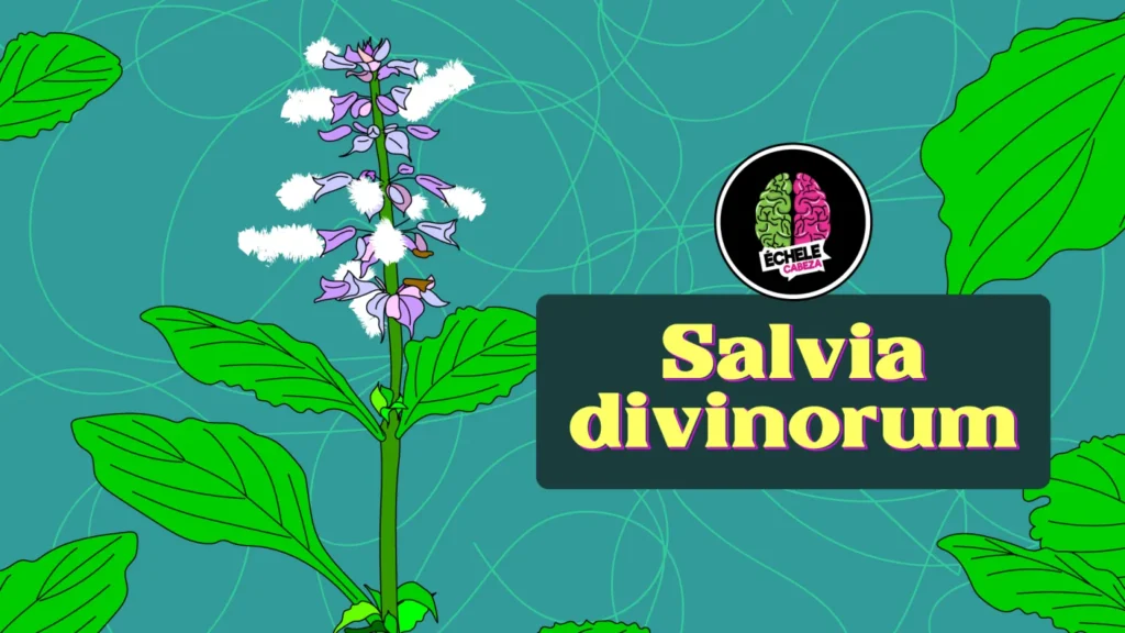 Salvia Divinorum 9 Salvia bannerweb